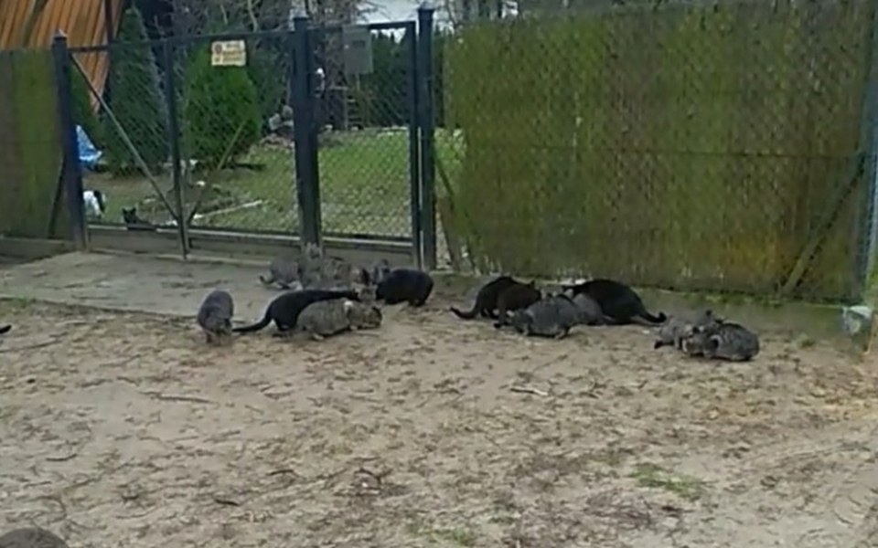 
        Zbiórka Dla kotków bezdomniaków - zdjęcie główne
    