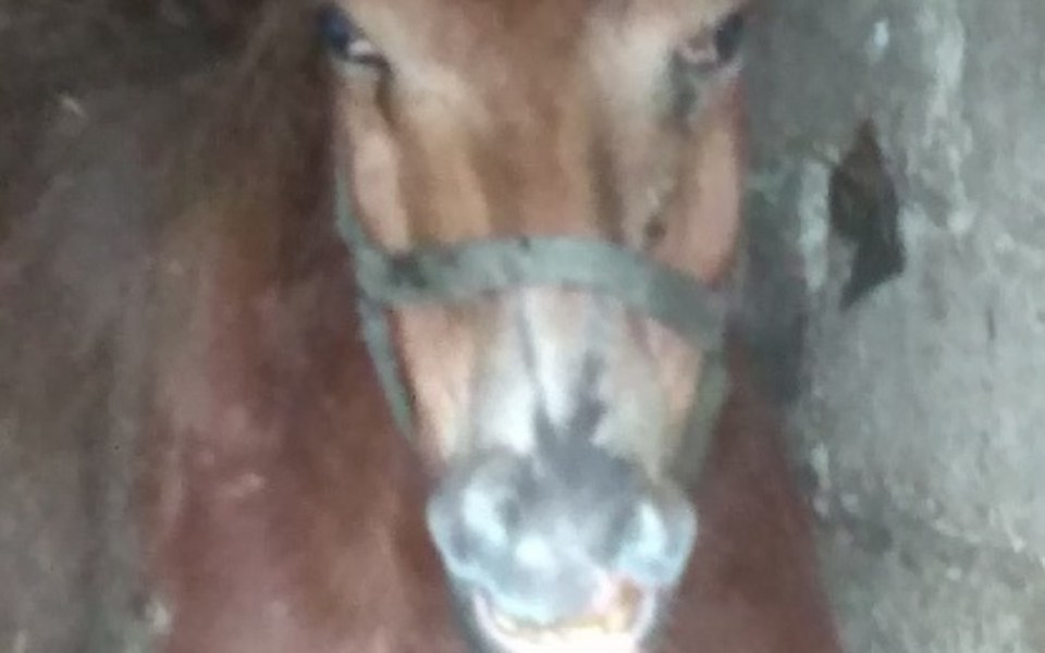 
        Zbiórka Nie kochany bo brzydki,mam 2 lat - zdjęcie główne
    