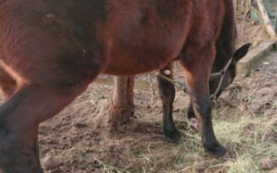 
        Zbiórka Amelka klacz w potrzebie - zdjęcie główne
    