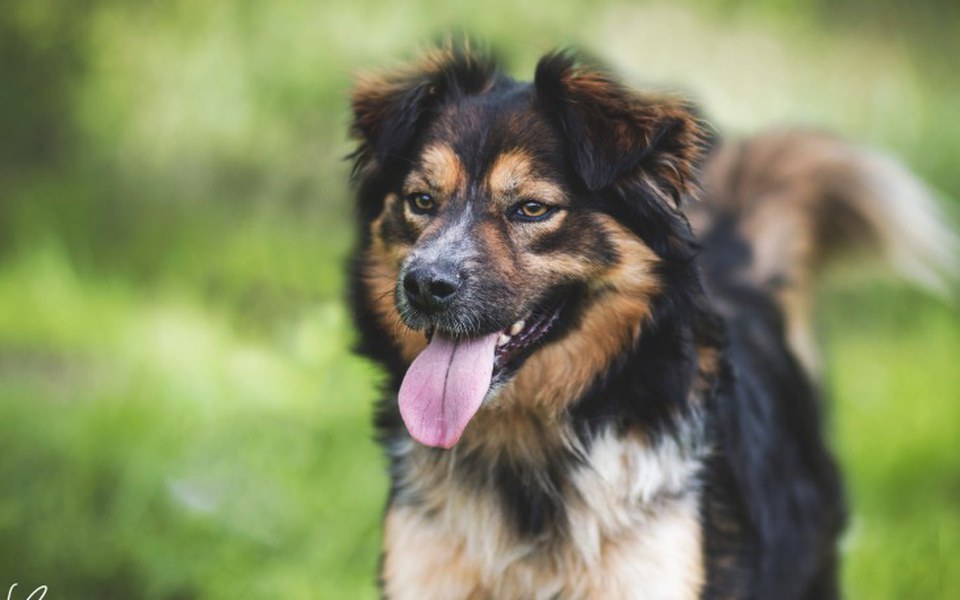 
        Zbiórka Na adopcję kolejnych piesków - zdjęcie główne
    