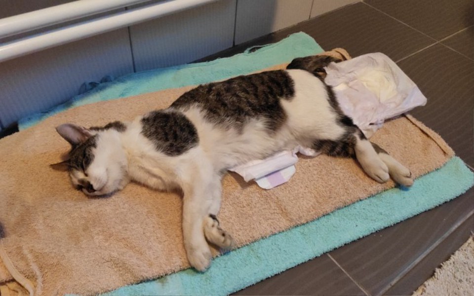 
        Zbiórka Badania dla Małej - zdjęcie główne
    