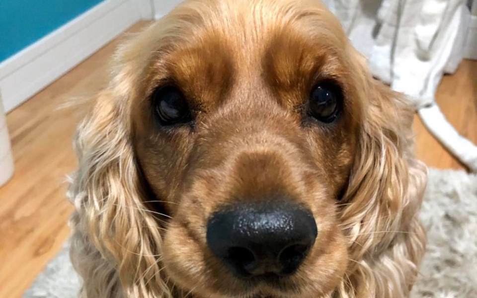 
        Zbiórka Operacja stawów Melanii - zdjęcie główne
    