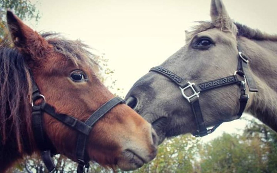 
        Zbiórka Pomoc dla koni..... - zdjęcie główne
    