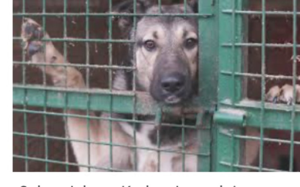 
        Zbiórka Karma dla schroniska w boleslawc - zdjęcie główne
    