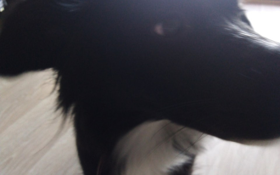 
        Zbiórka Na jedzenie dla pieska - zdjęcie główne
    