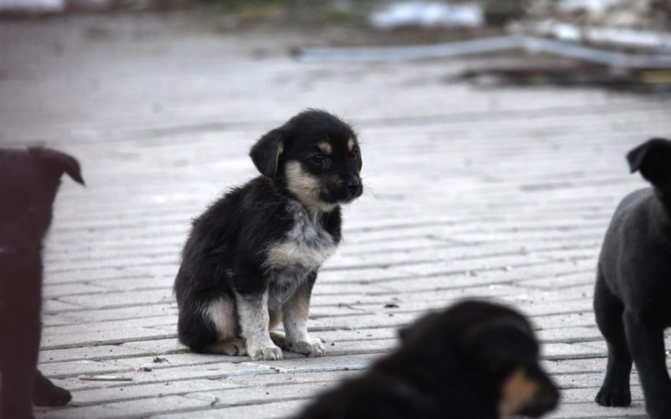 Zbiórka Szczeniaki z patologii - zdjęcie główne