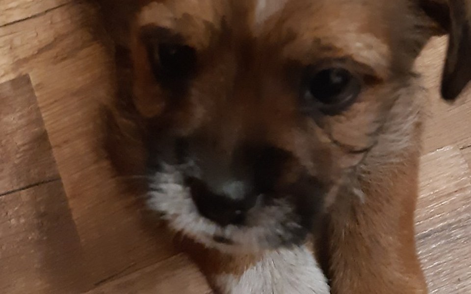 
        Zbiórka Na chorego pieska suczki dianki - zdjęcie główne
    