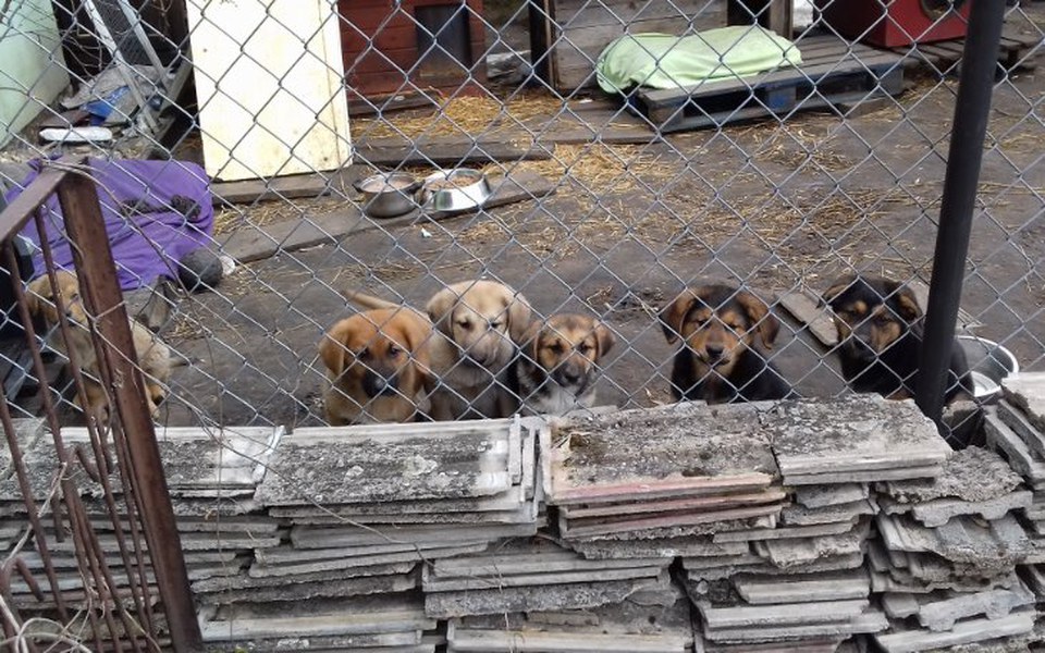 
        Zbiórka Mazowiecki Dom Tymczasowy - zdjęcie główne
    