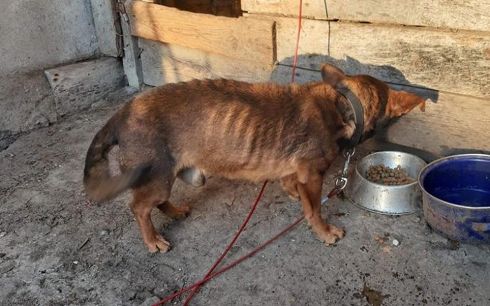 
        Zbiórka Jakie życie taki pies - zdjęcie główne
    