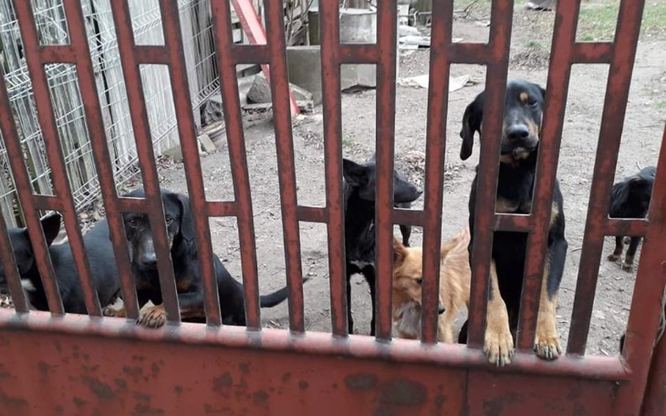 
        Zbiórka Zatrzymać rozmnażanie piesków - zdjęcie główne
    