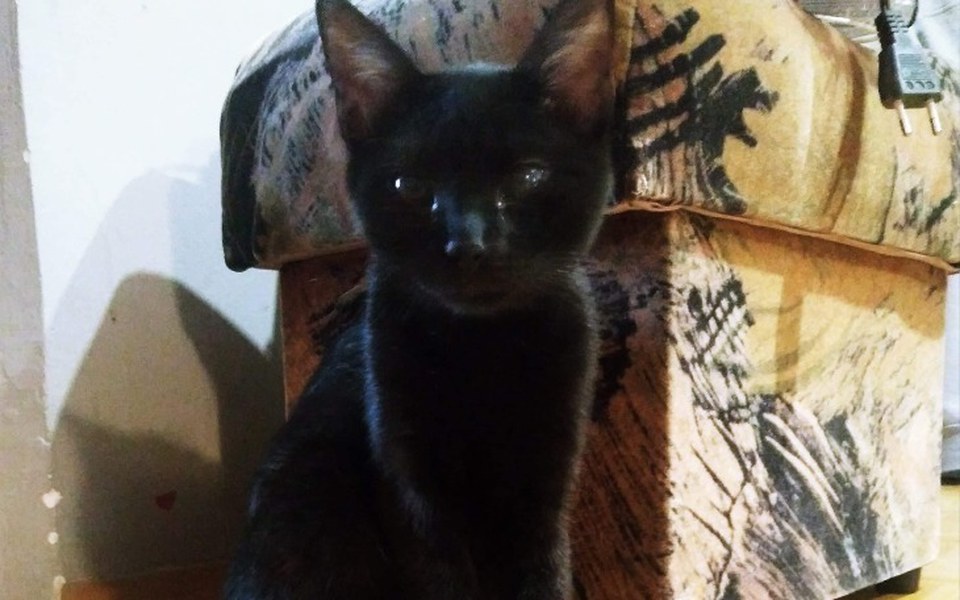 
        Zbiórka Pomóżcie Pumie naprawić oczy - zdjęcie główne
    