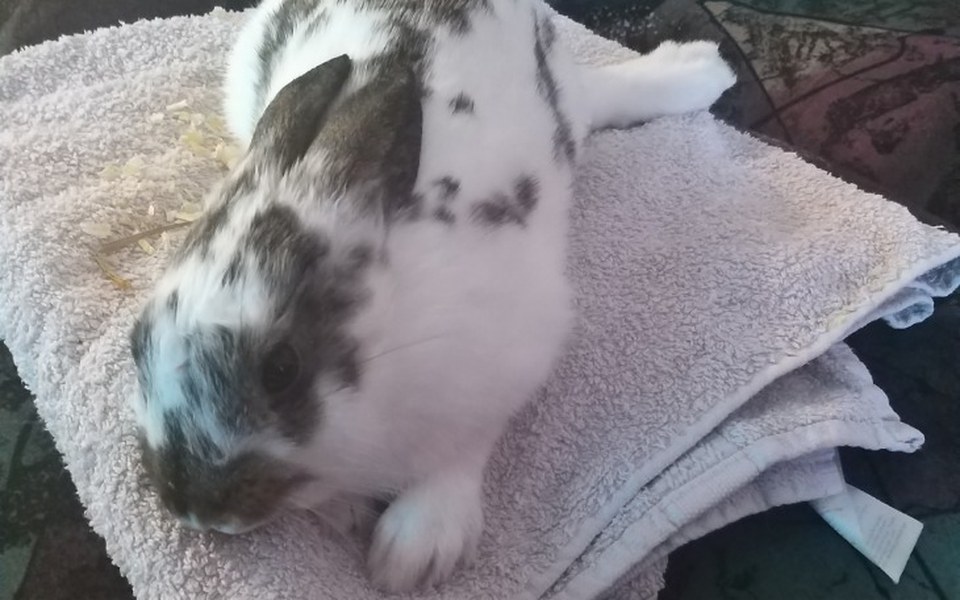 
        Zbiórka Operacja nóg Misi - zdjęcie główne
    