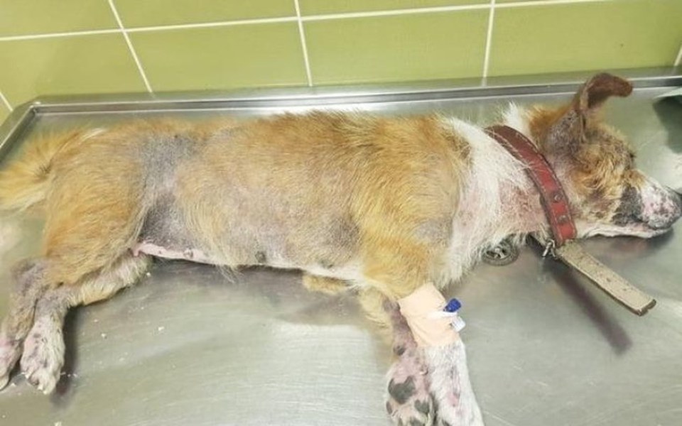 
        Zbiórka Pomóż nie bądź obojętny kochaj - zdjęcie główne
    