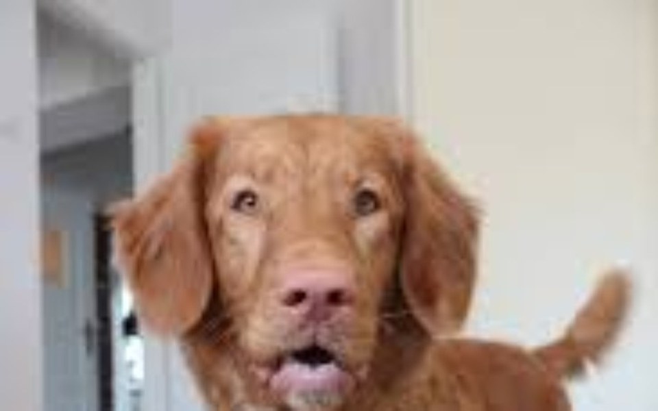 
        Zbiórka Mój Piesek - zdjęcie główne
    