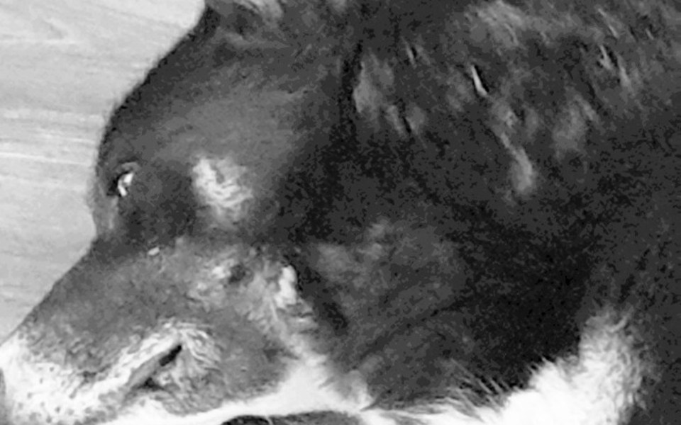 
        Zbiórka Pomoc psu - zdjęcie główne
    