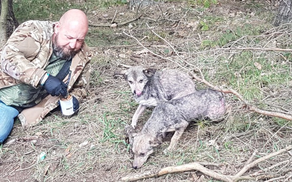
        Zbiórka Karma dla Bezdomniaczków - zdjęcie główne
    