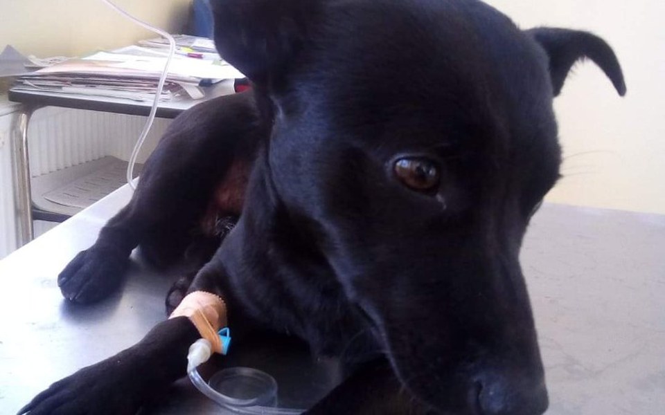 
        Zbiórka Coś dla zwierząt - zdjęcie główne
    