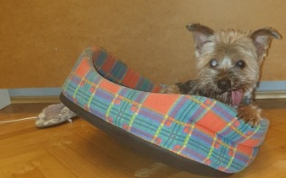 
        Zbiórka Pixel prosi Was o pomoc.. - zdjęcie główne
    