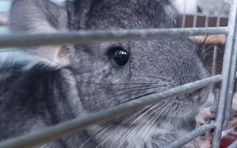 
        Zbiórka Na szynszylki - zdjęcie główne
    