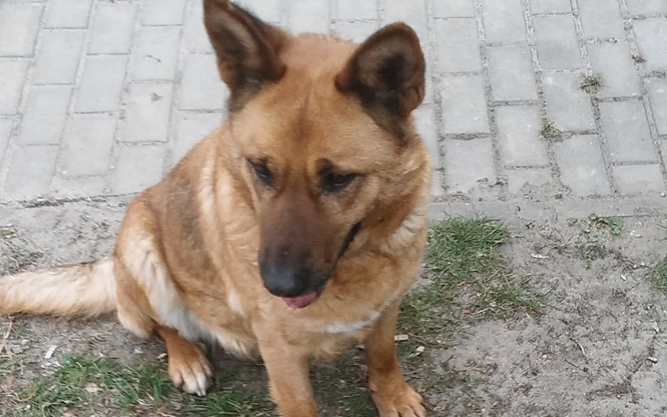 
        Zbiórka Bezdomna sunia - zdjęcie główne
    