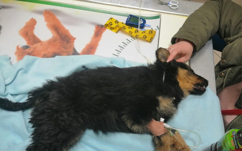 
        Zbiórka Sonia - leczenie szczeniaka - zdjęcie główne
    