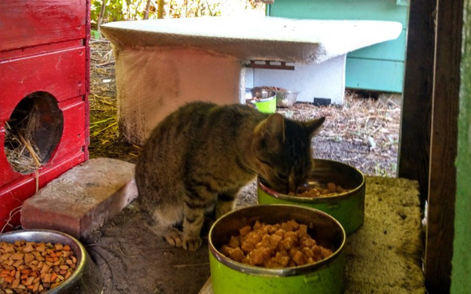 
        Zbiórka Na karmę dla kotów wolnozyjacych - zdjęcie główne
    