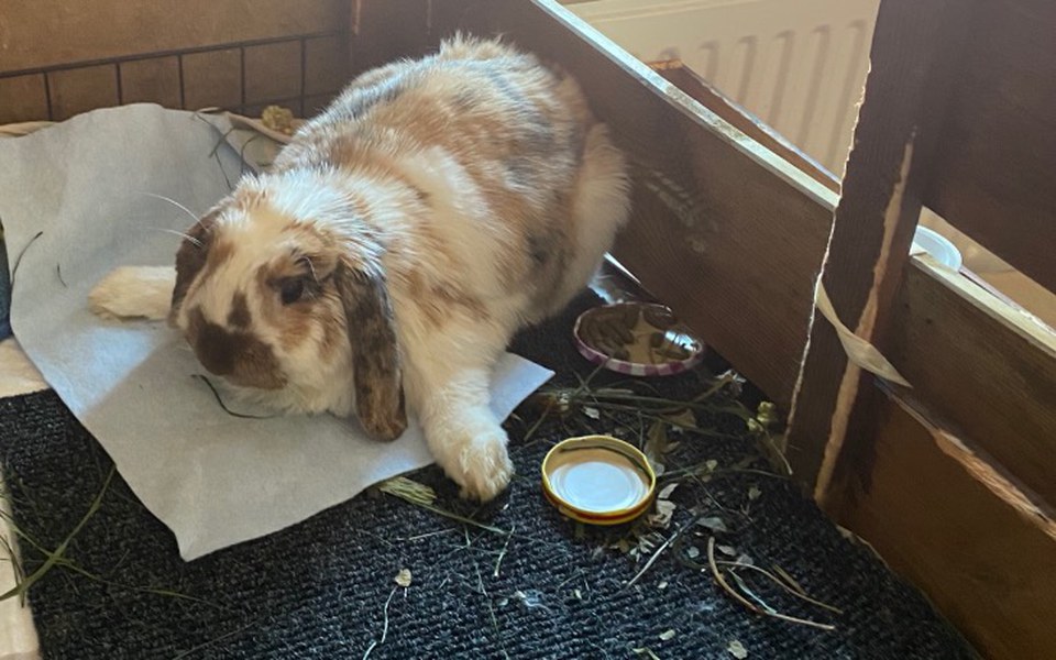 
        Zbiórka Robik pomozmy mu stanąć na łapki - zdjęcie główne
    