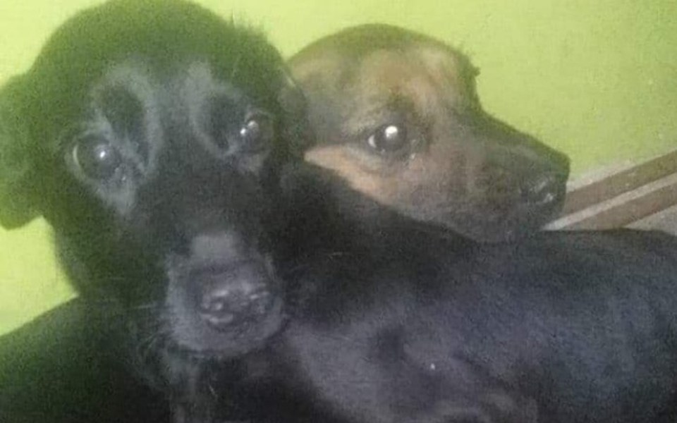 Zbiórka Chlewik a w nim PSIE DZIECI - zdjęcie główne