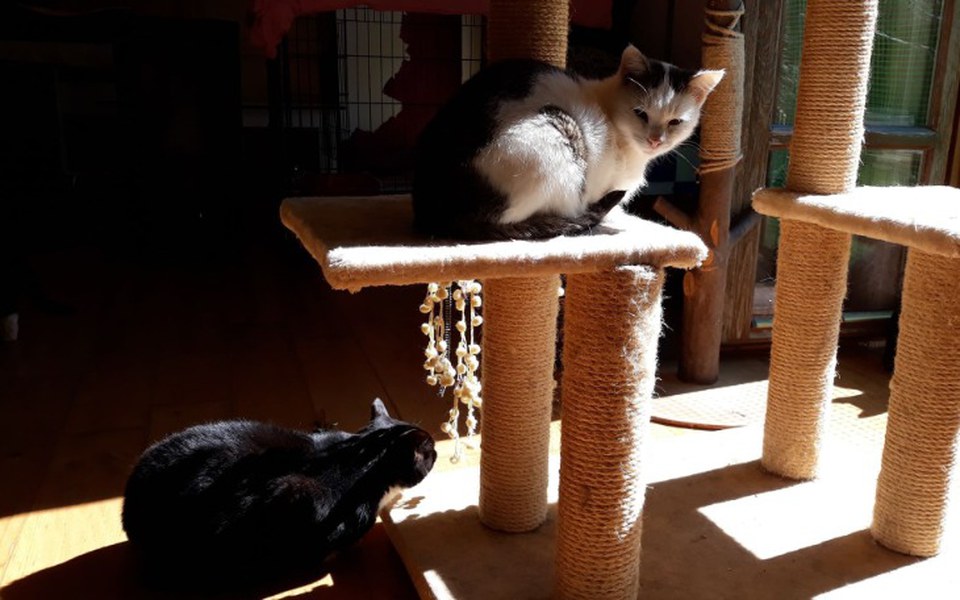 
        Zbiórka Miesiąc życia Kociarni - zdjęcie główne
    