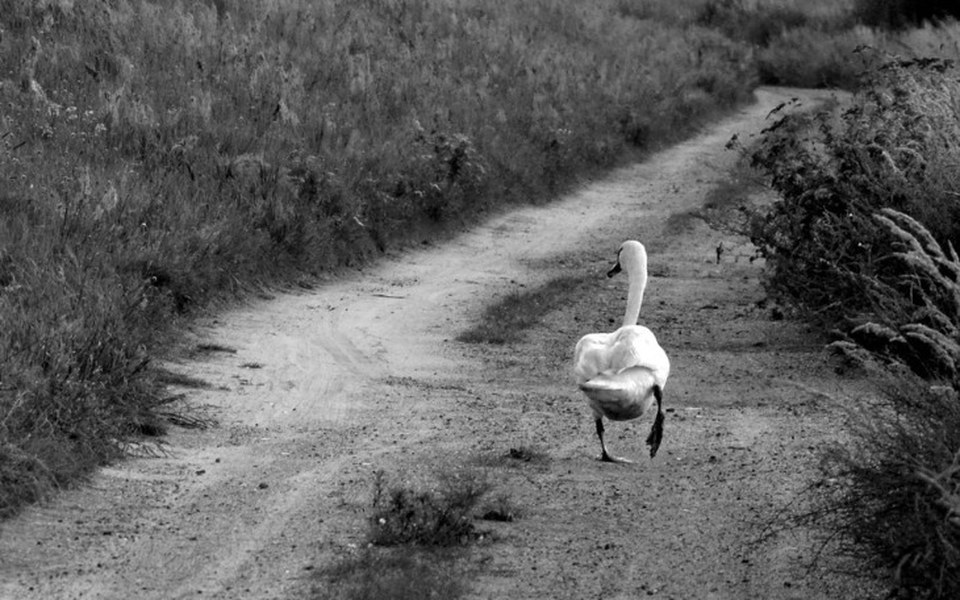 
        Zbiórka Pomoc w ucieczce od patologii - zdjęcie główne
    