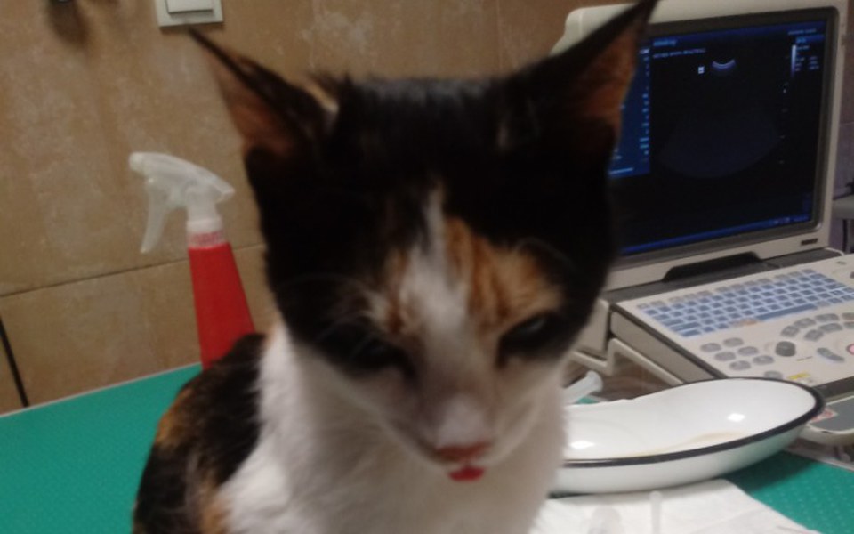 
        Zbiórka Na Leczenie Kotki Frytki - zdjęcie główne
    