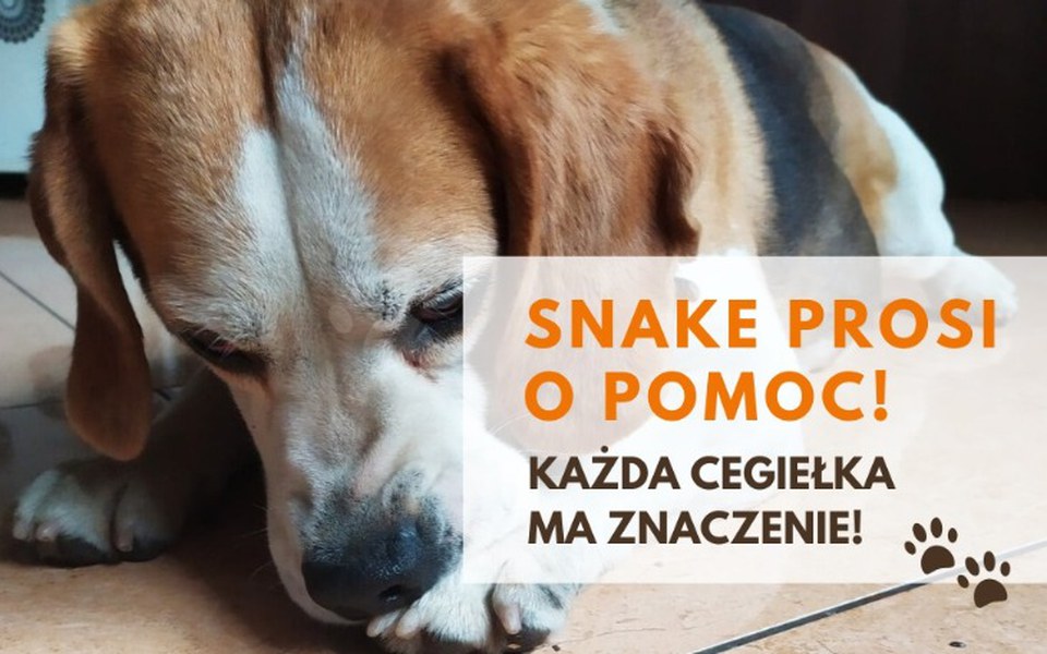 
        Zbiórka Pomoc dla Snakea - zdjęcie główne
    