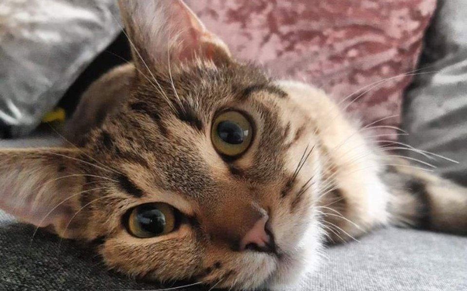 
        Zbiórka Zwierzęta koronawirus - zdjęcie główne
    