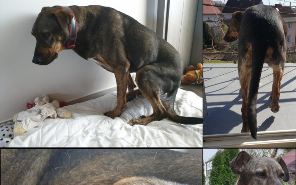 
        Zbiórka Zbiórka na operacje dla Tigry - zdjęcie główne
    