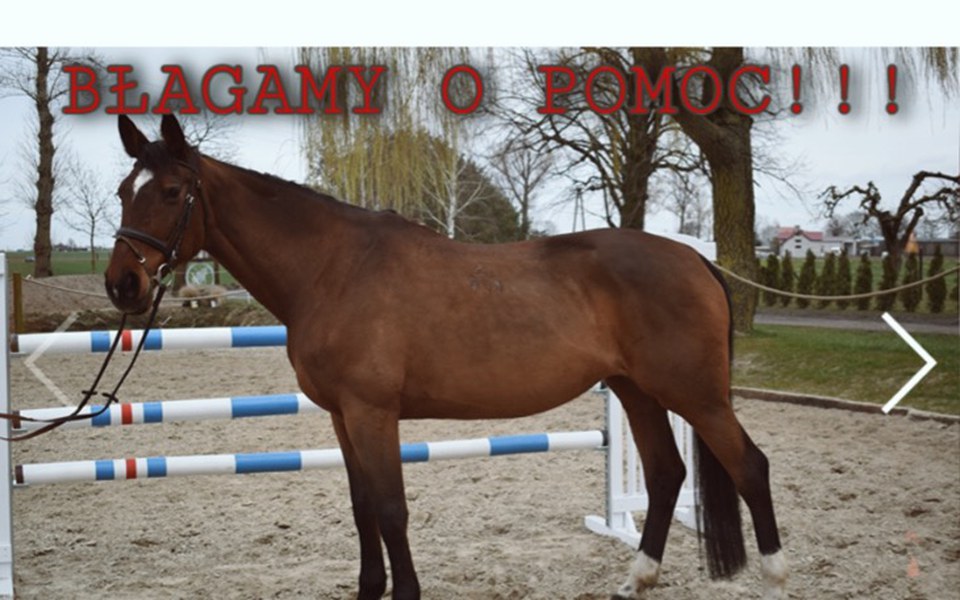 
        Zbiórka POMAGaMY RENIE - zdjęcie główne
    