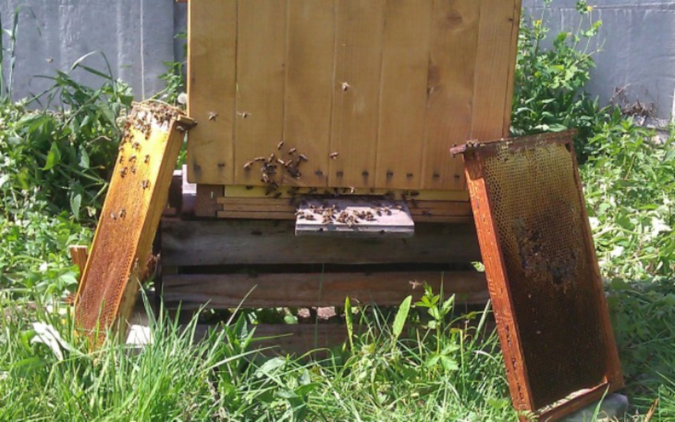 
        Zbiórka Reaktywacja Pasieki - zdjęcie główne
    