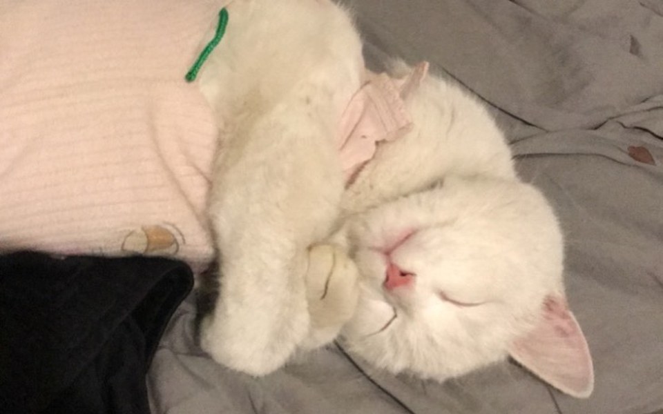 
        Zbiórka Karma dla zwierząt z kliniki - zdjęcie główne
    