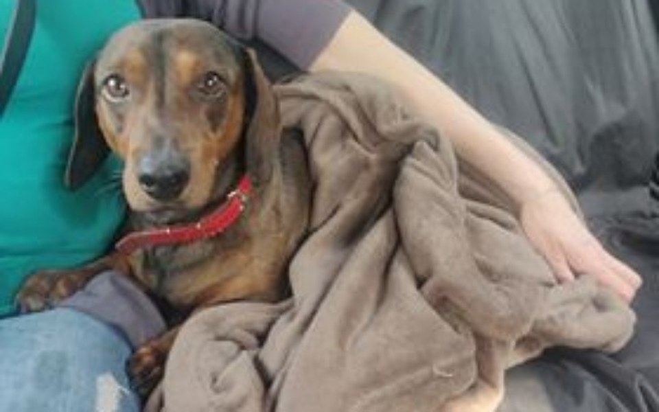 
        Zbiórka Ratujemy łapki jamnika Tofika - zdjęcie główne
    