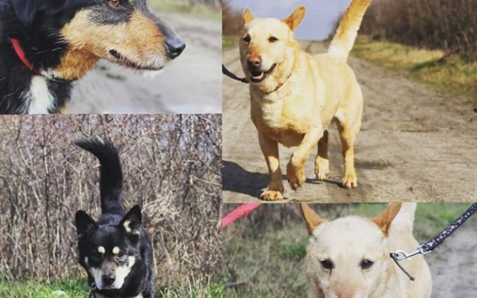 
        Zbiórka Pomagaj Psiakom - zdjęcie główne
    