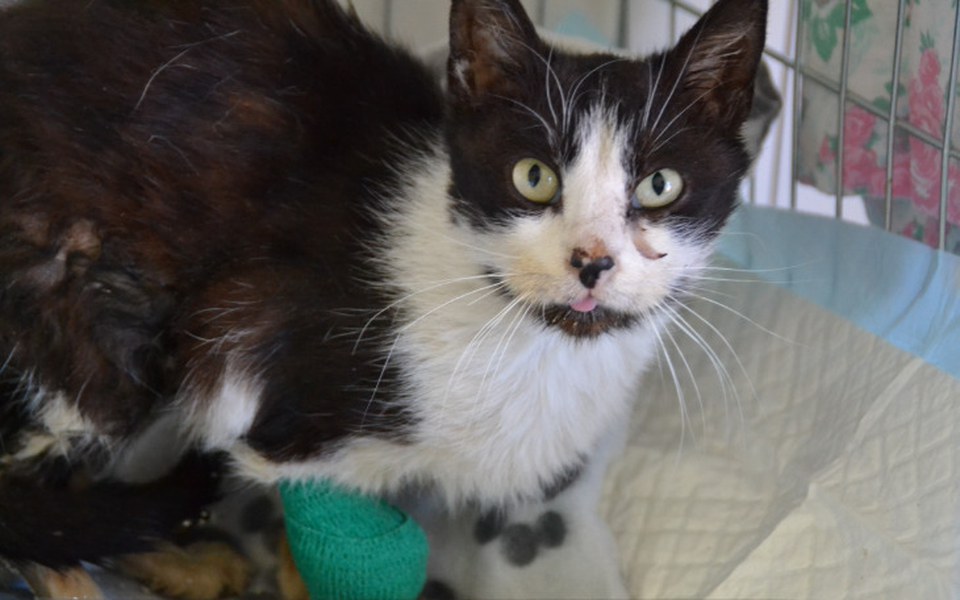 
        Zbiórka Uratujmy Maciusia - zdjęcie główne
    