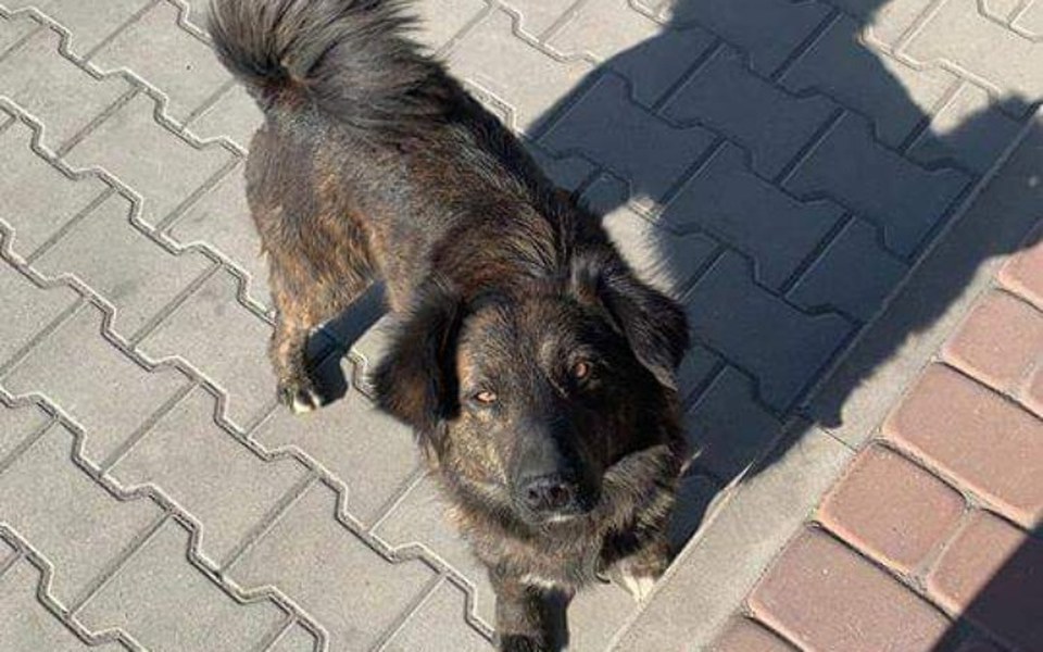 
        Zbiórka Suczka z biletem do Radys - zdjęcie główne
    