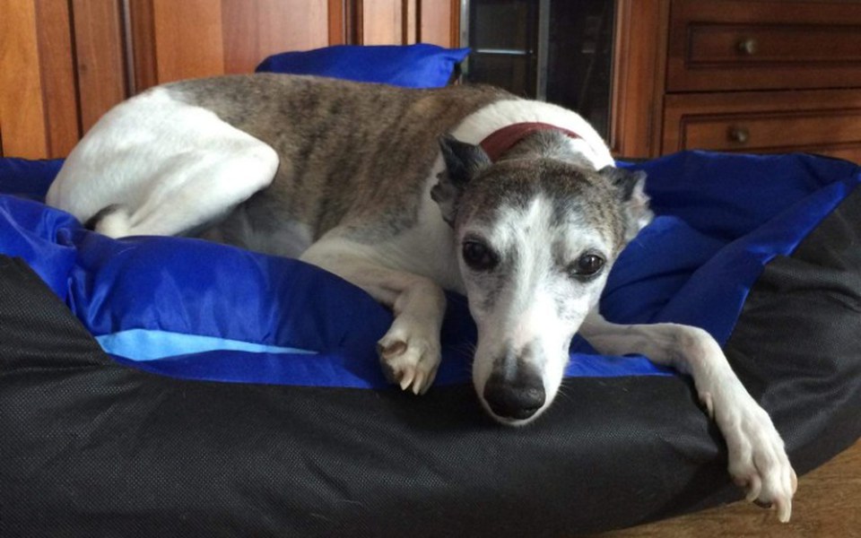 
        Zbiórka Zróbmy to dla BURBONA - zdjęcie główne
    