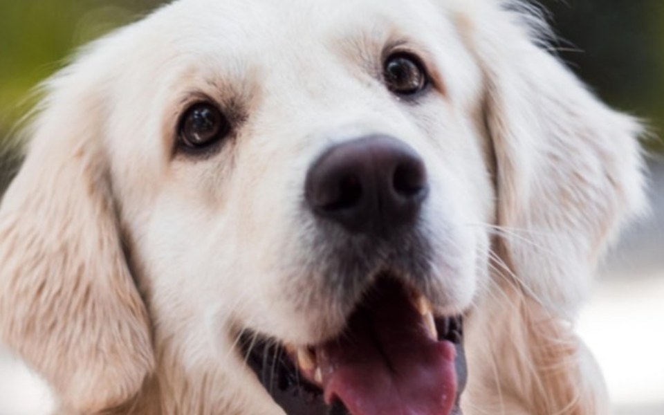 
        Zbiórka Na wymażonego pieska - zdjęcie główne
    