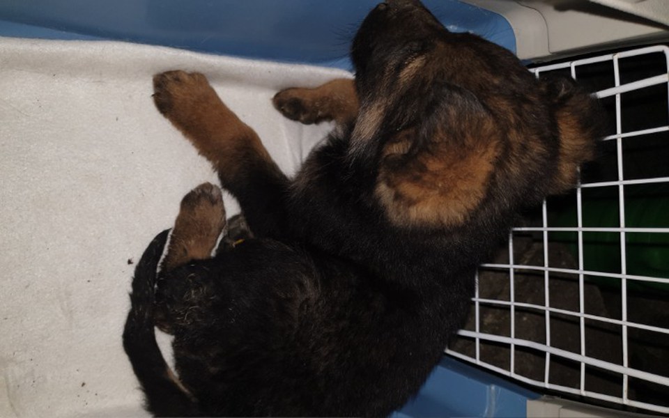 
        Zbiórka Psie dziecko porzucone w polu - zdjęcie główne
    