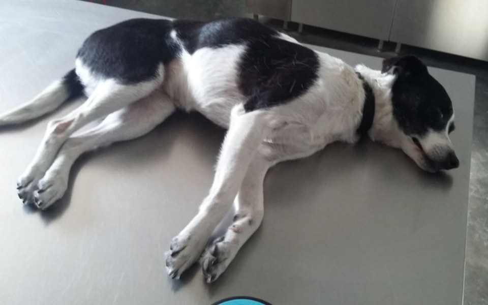 
        Zbiórka Na weta i transport do Domu - zdjęcie główne
    