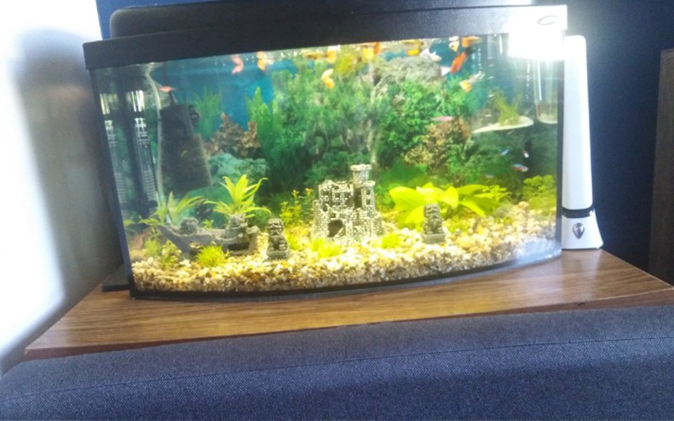 
        Zbiórka Zakupy dla rybek - zdjęcie główne
    