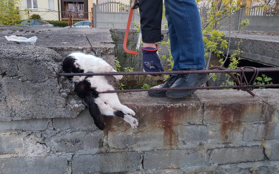 
        Zbiórka Ona chce żyć Pomóżcie - zdjęcie główne
    