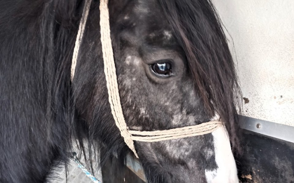 
        Zbiórka Życie czy śmierć - zdjęcie główne
    