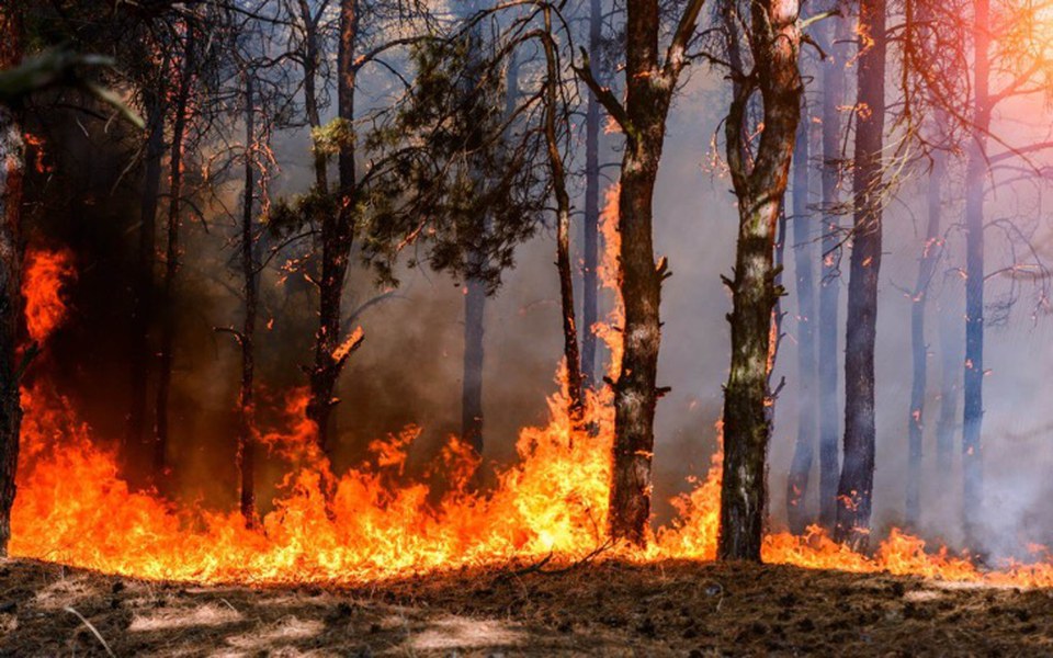 
        Zbiórka Biebrzanski Park Narodowy - zdjęcie główne
    