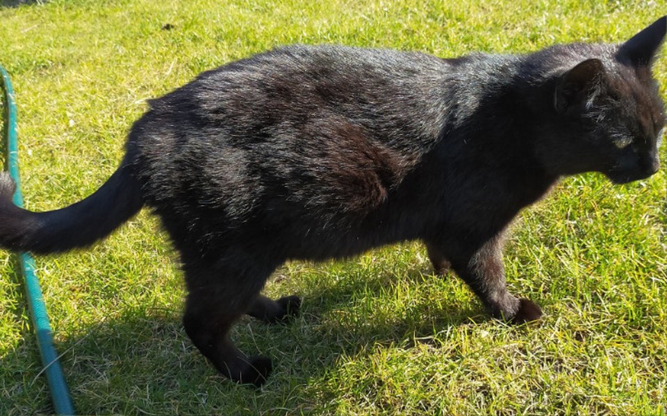
        Zbiórka Na kastrację dzikiej kotki - zdjęcie główne
    